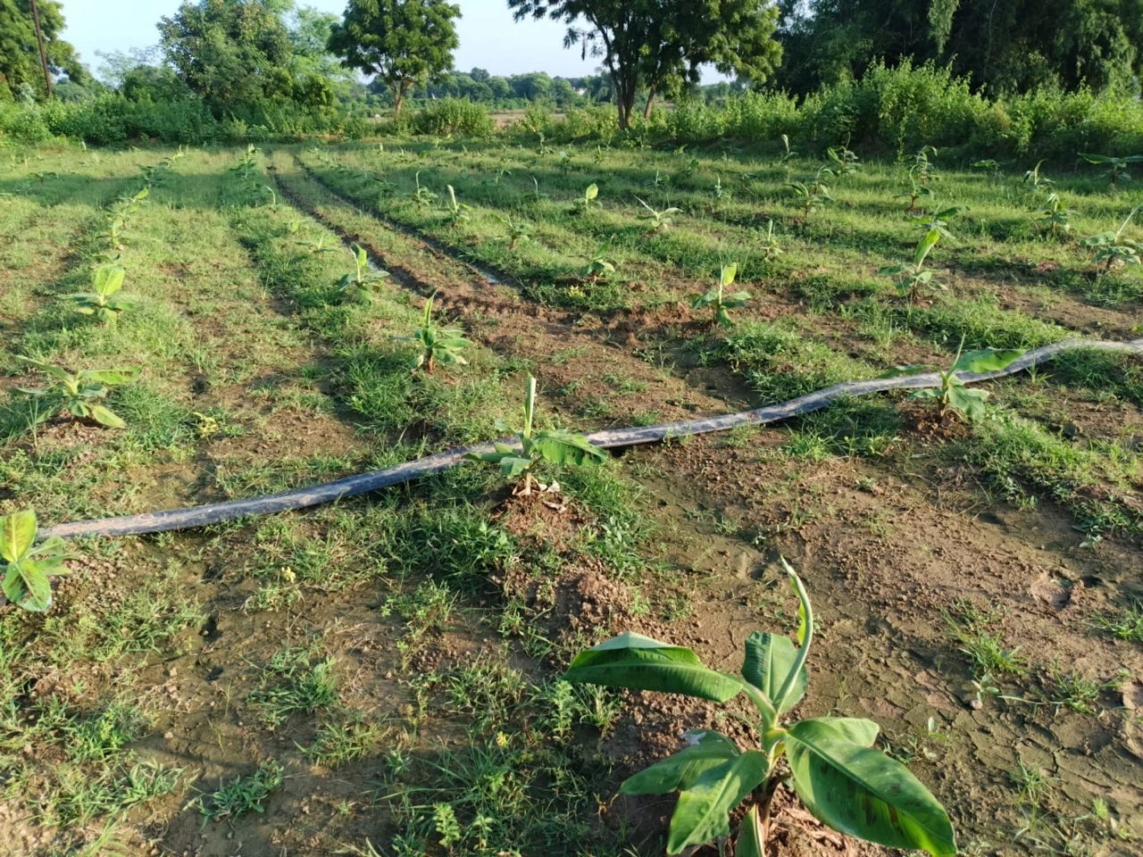 Young banana plants in rows, with an irrigation pipe crossing the field.
