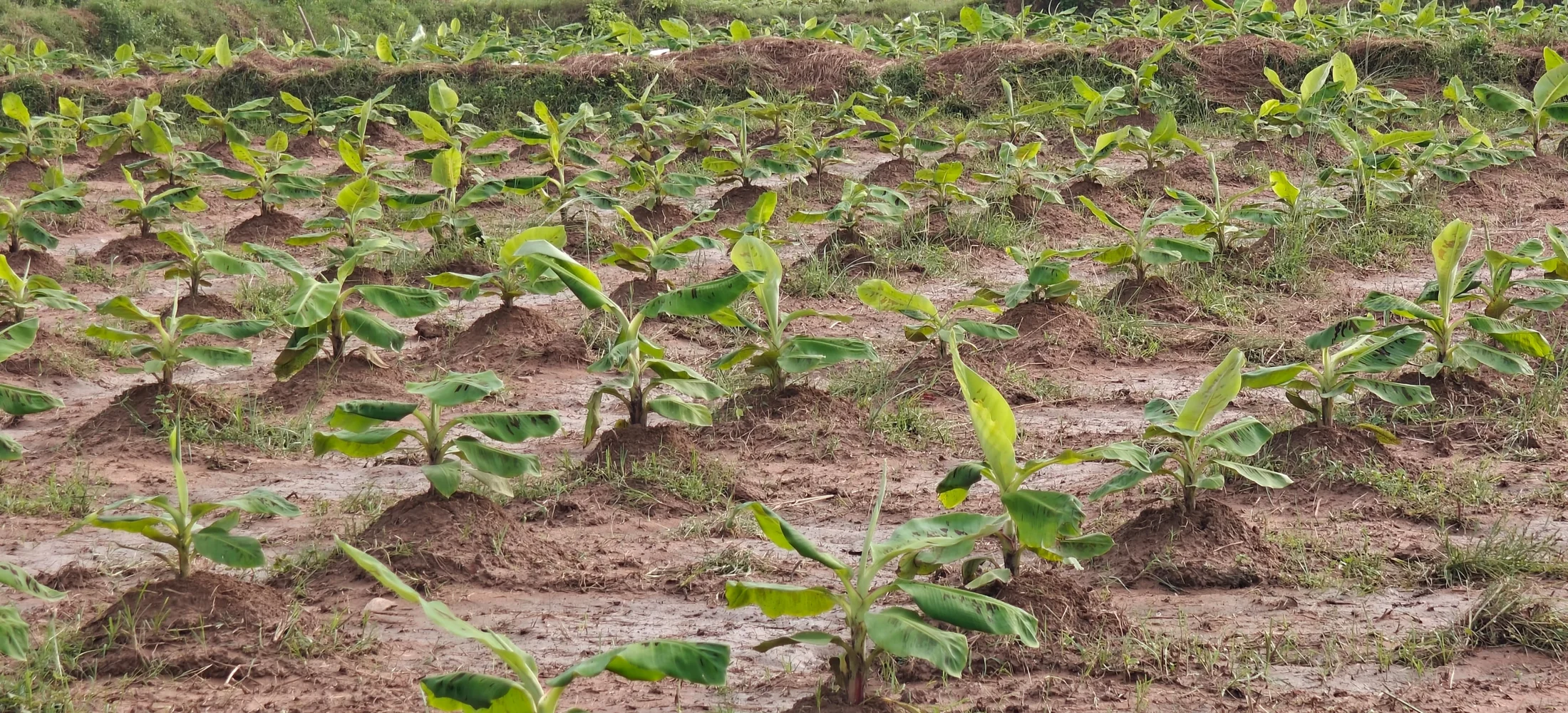 Young banana plants arranged in rows across the farm.
