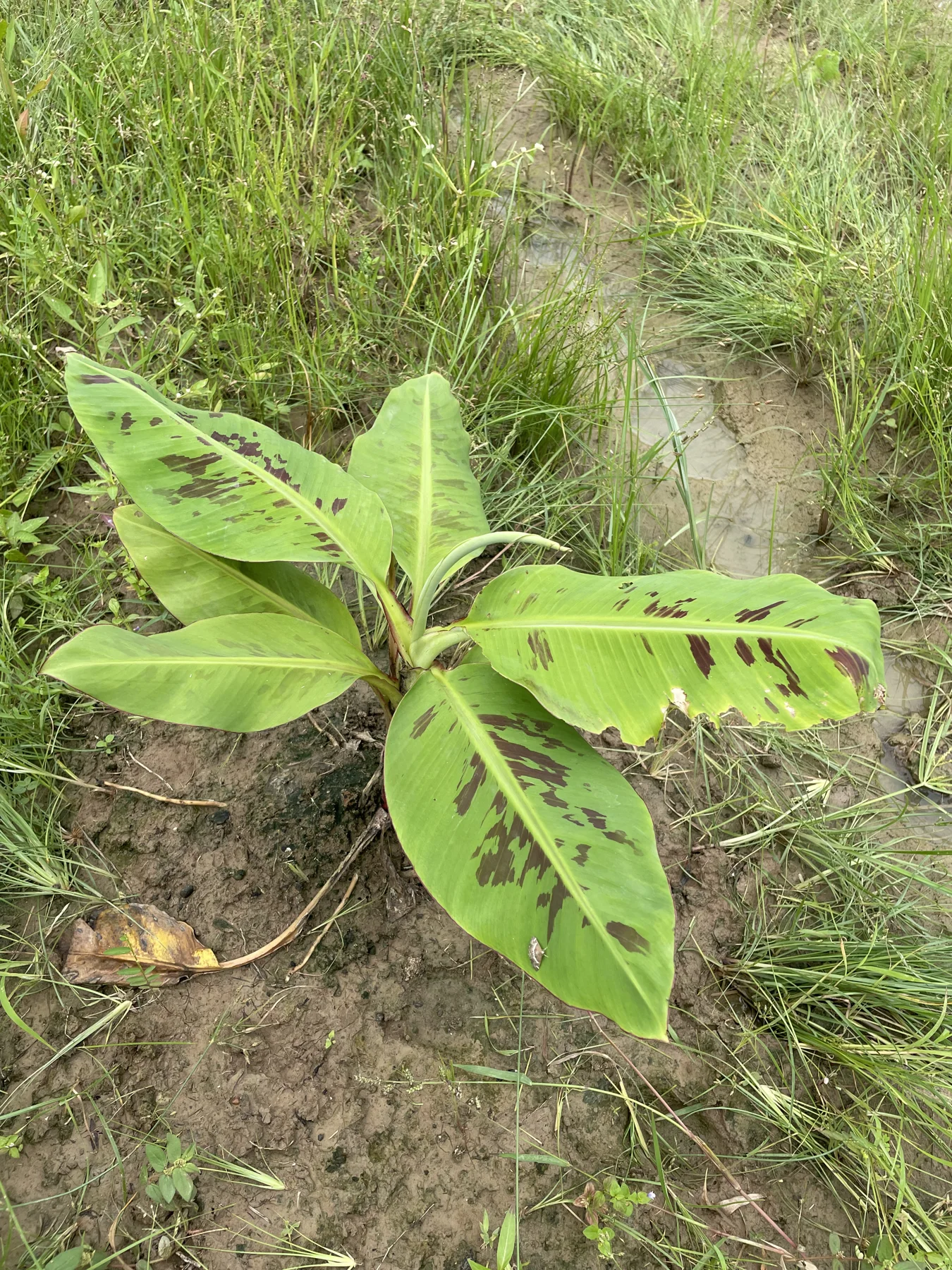 Irregular dark markings on a young banana plant. The photograph alone does not establish their cause.
