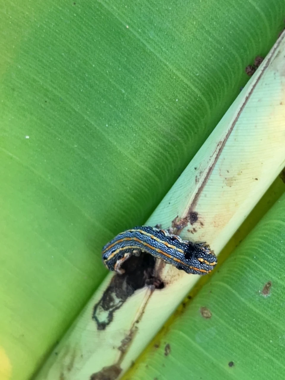 A striped caterpillar beside the midrib of a banana leaf.