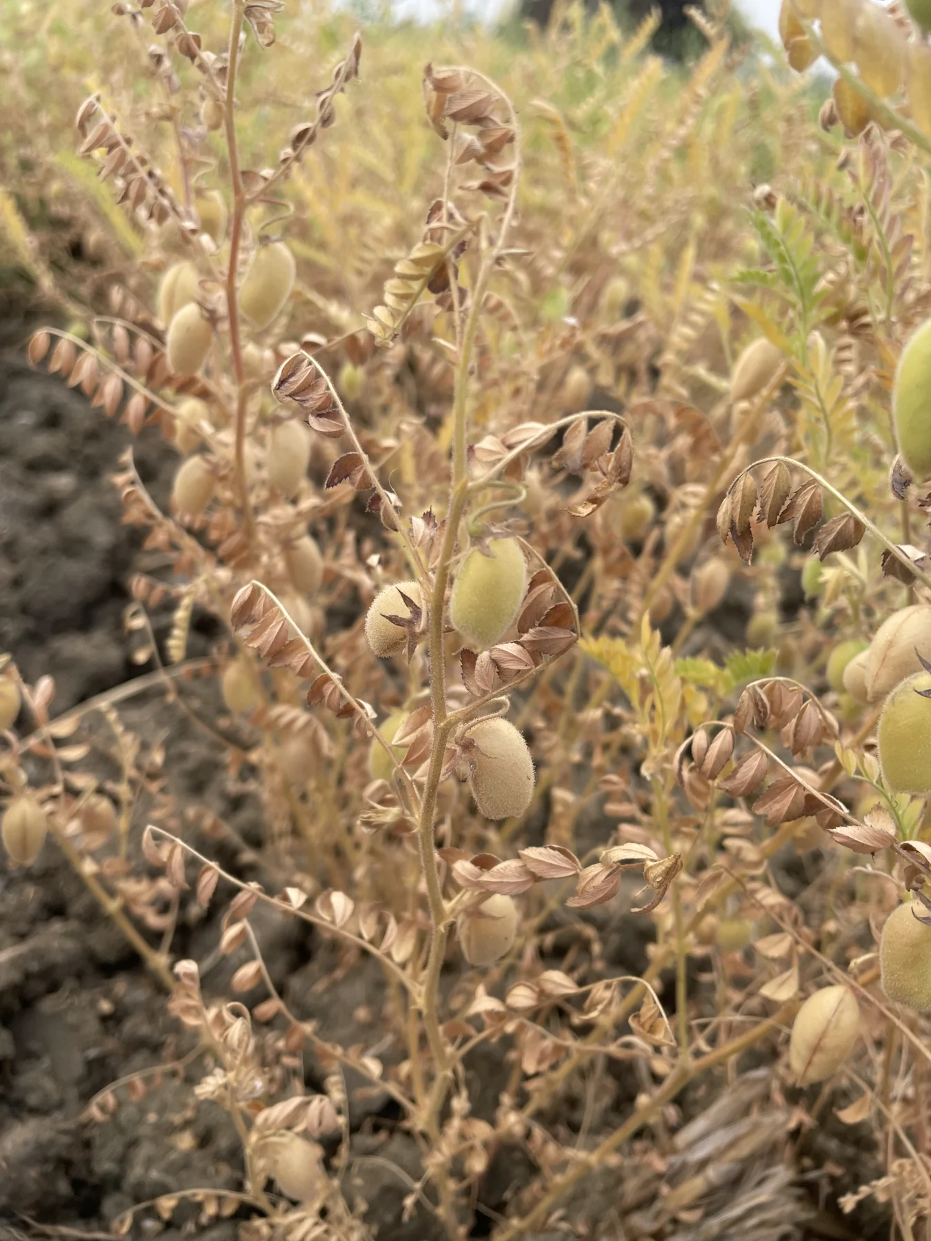 Chana pods on drying stems.