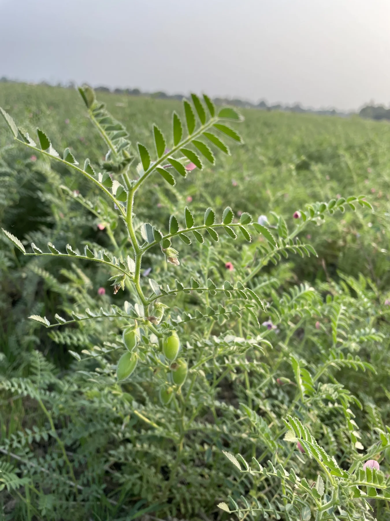 Small chana leaves and developing pods.