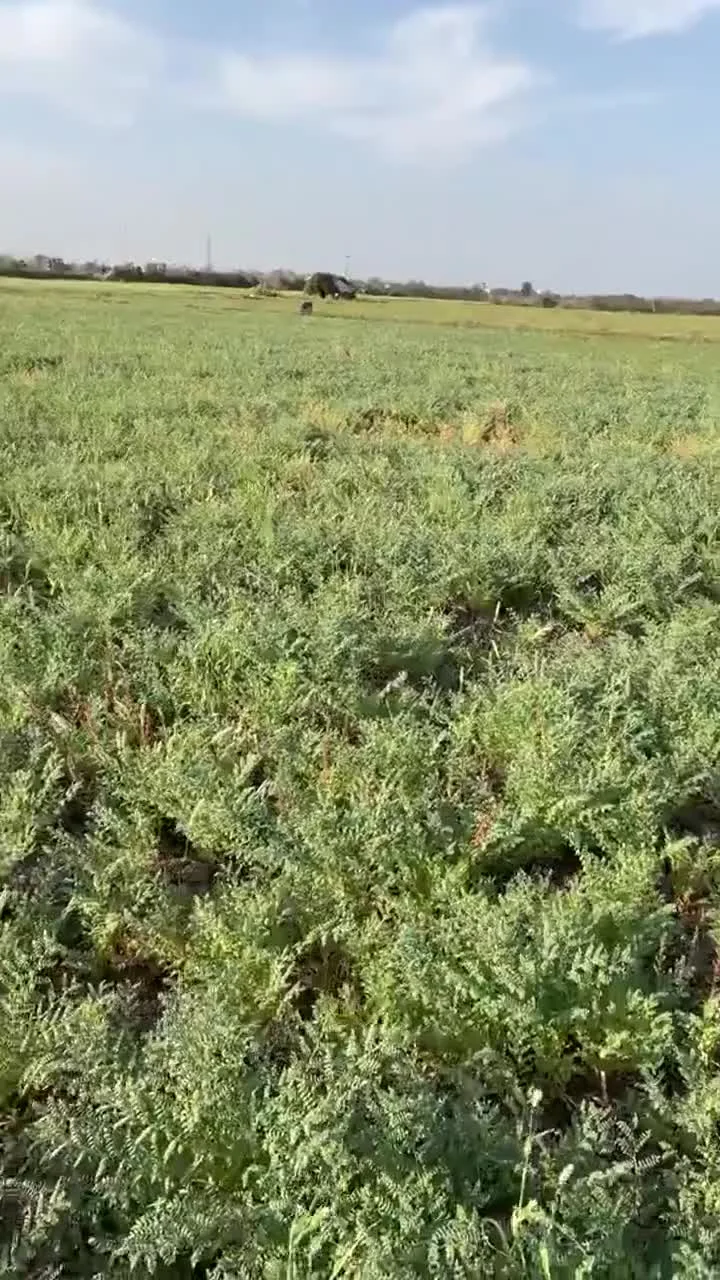 A walk through chana