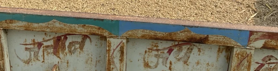 Grain collected in a trailer.