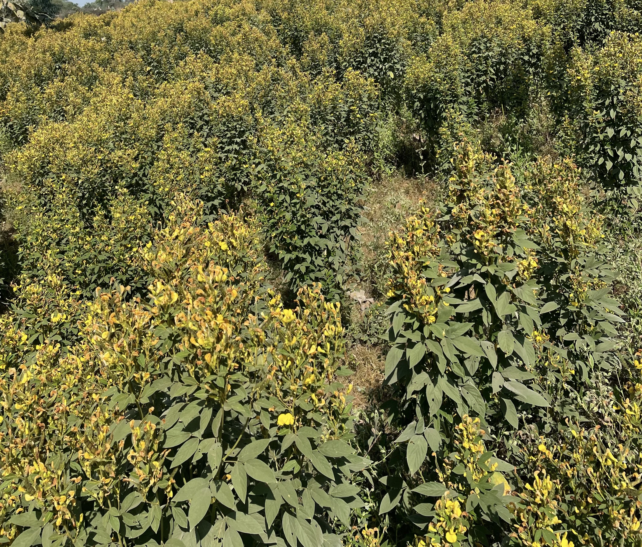 Flowering plants in the farm archive.