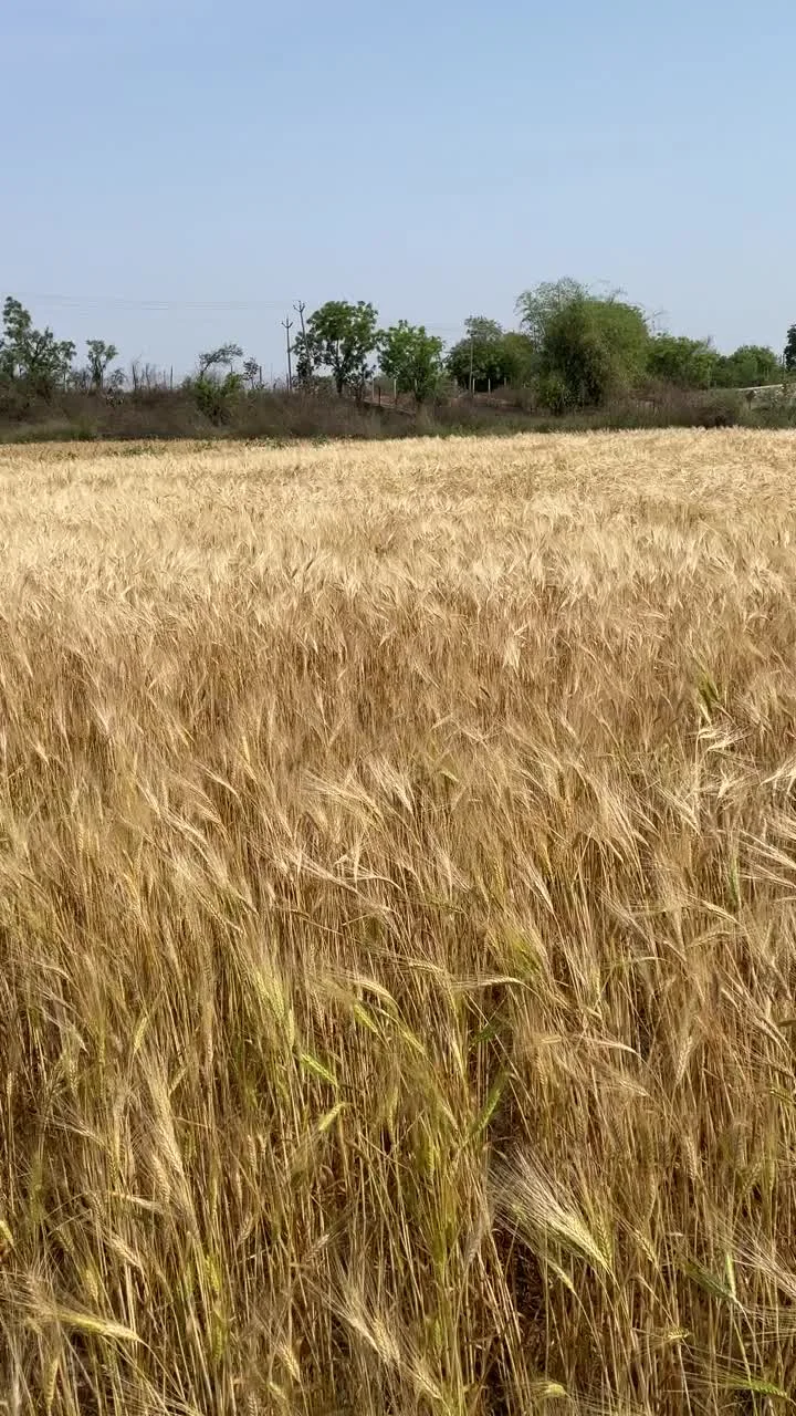 A sweep of the golden field