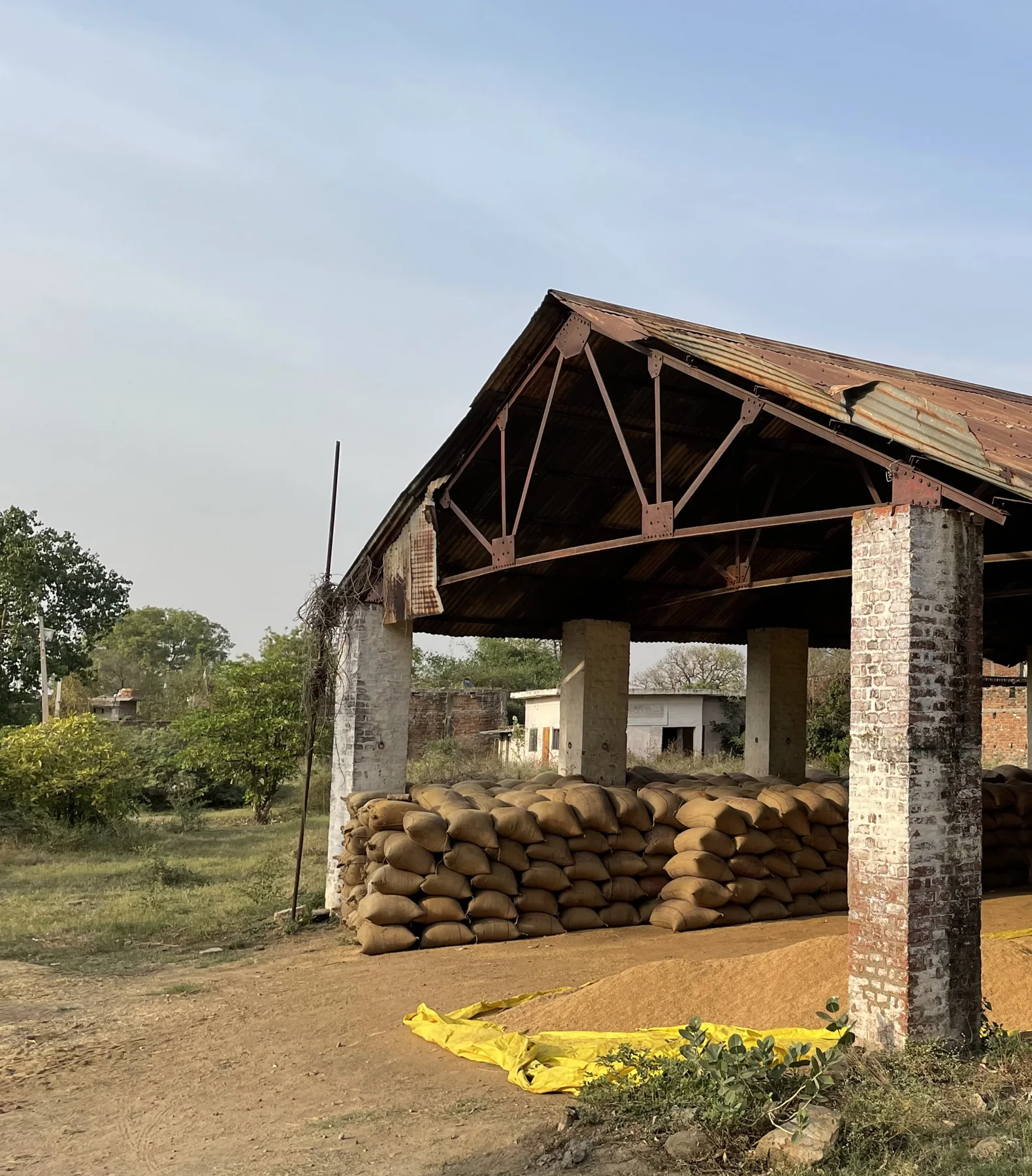 Bagged harvest and grain spread on tarpaulins beneath the farm shed.