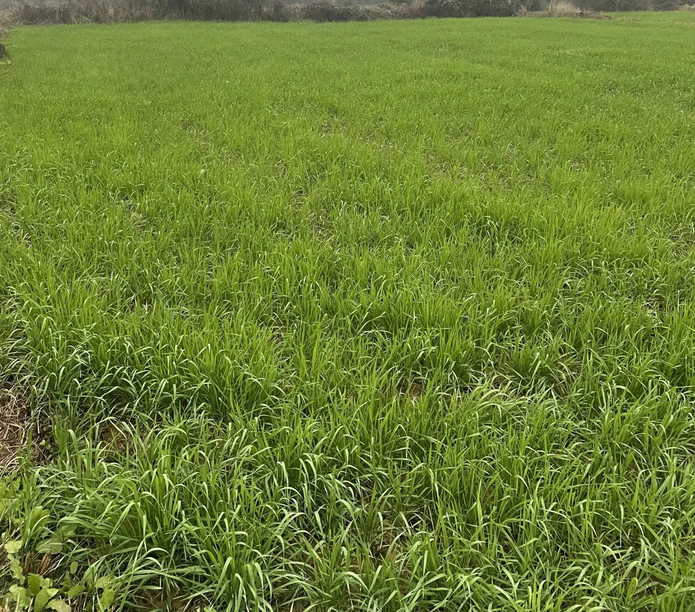 The field in its early green phase.