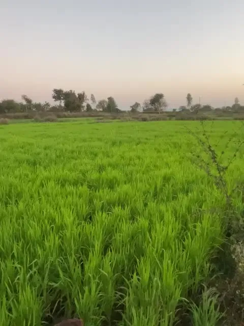 Walking the growing field