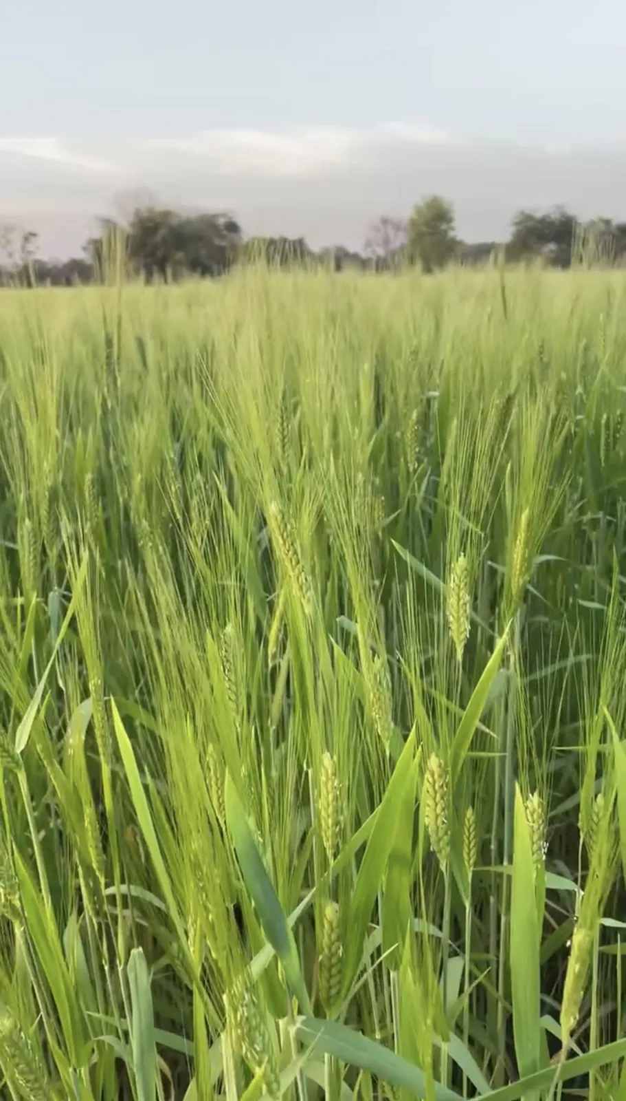 Long green Khapli wheat heads.