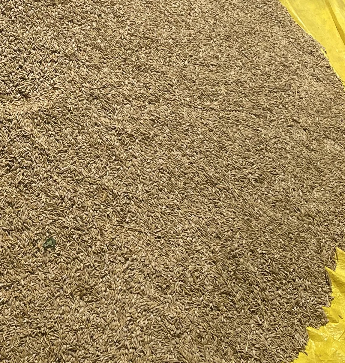 Hulled Khapli wheat collected on a yellow sheet.