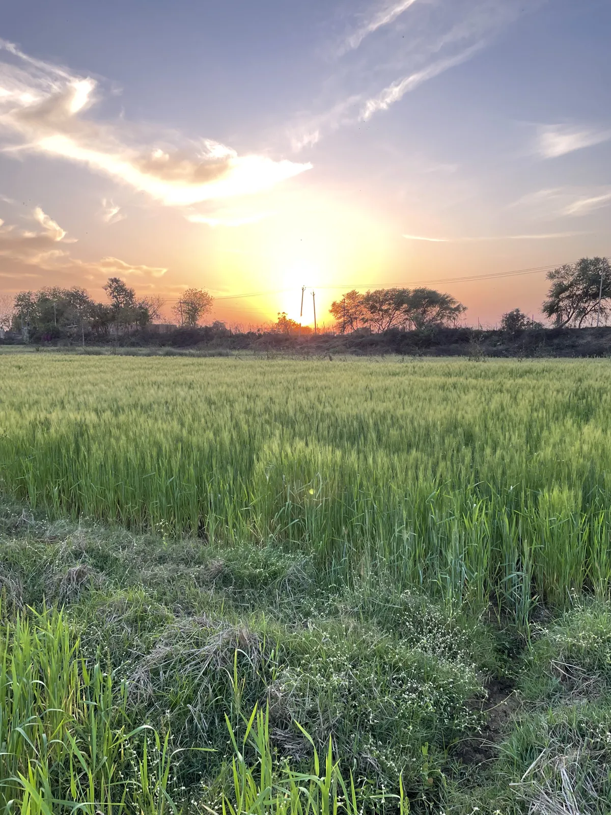 Evening changes the field