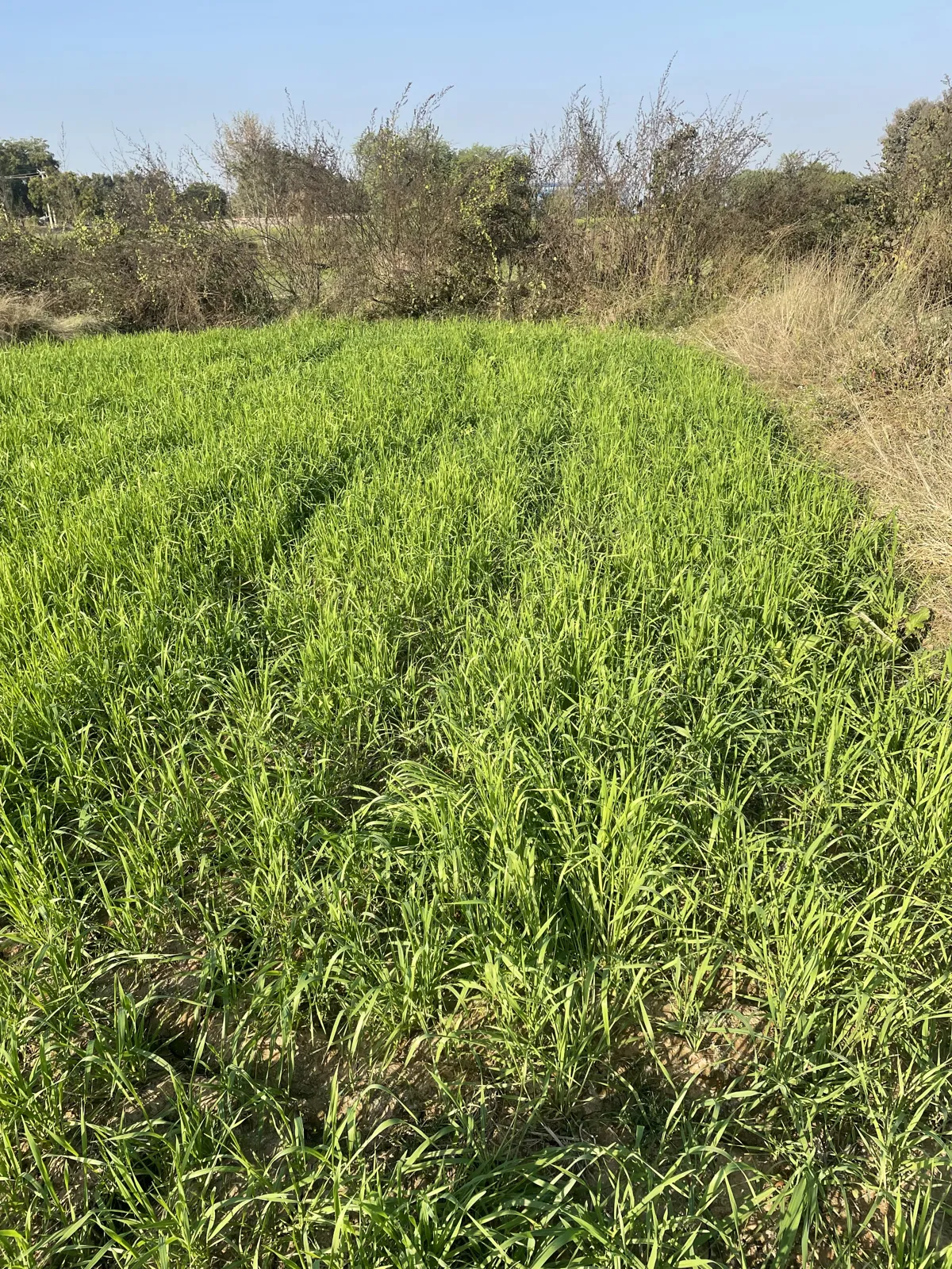 A small patch of bright green.