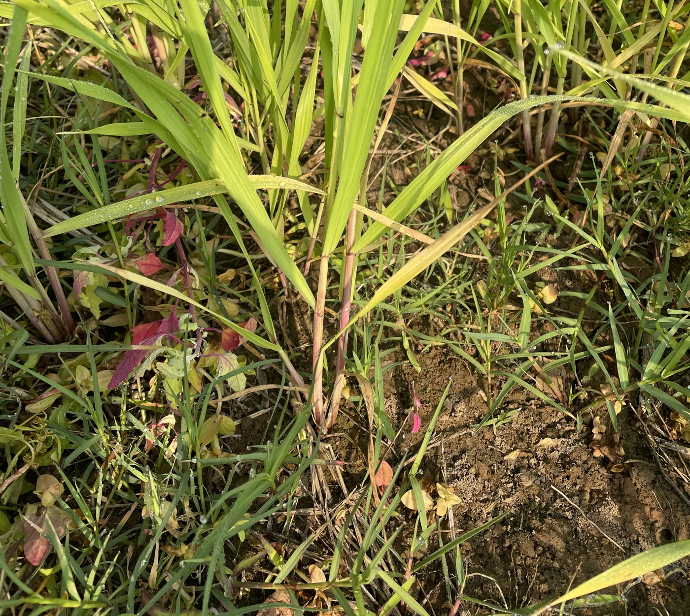 Stems, leaves and the soil beneath.