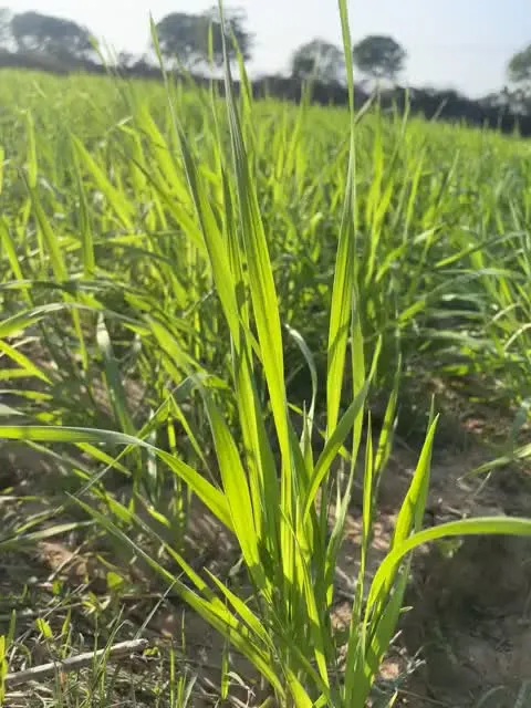 Young wheat in the light