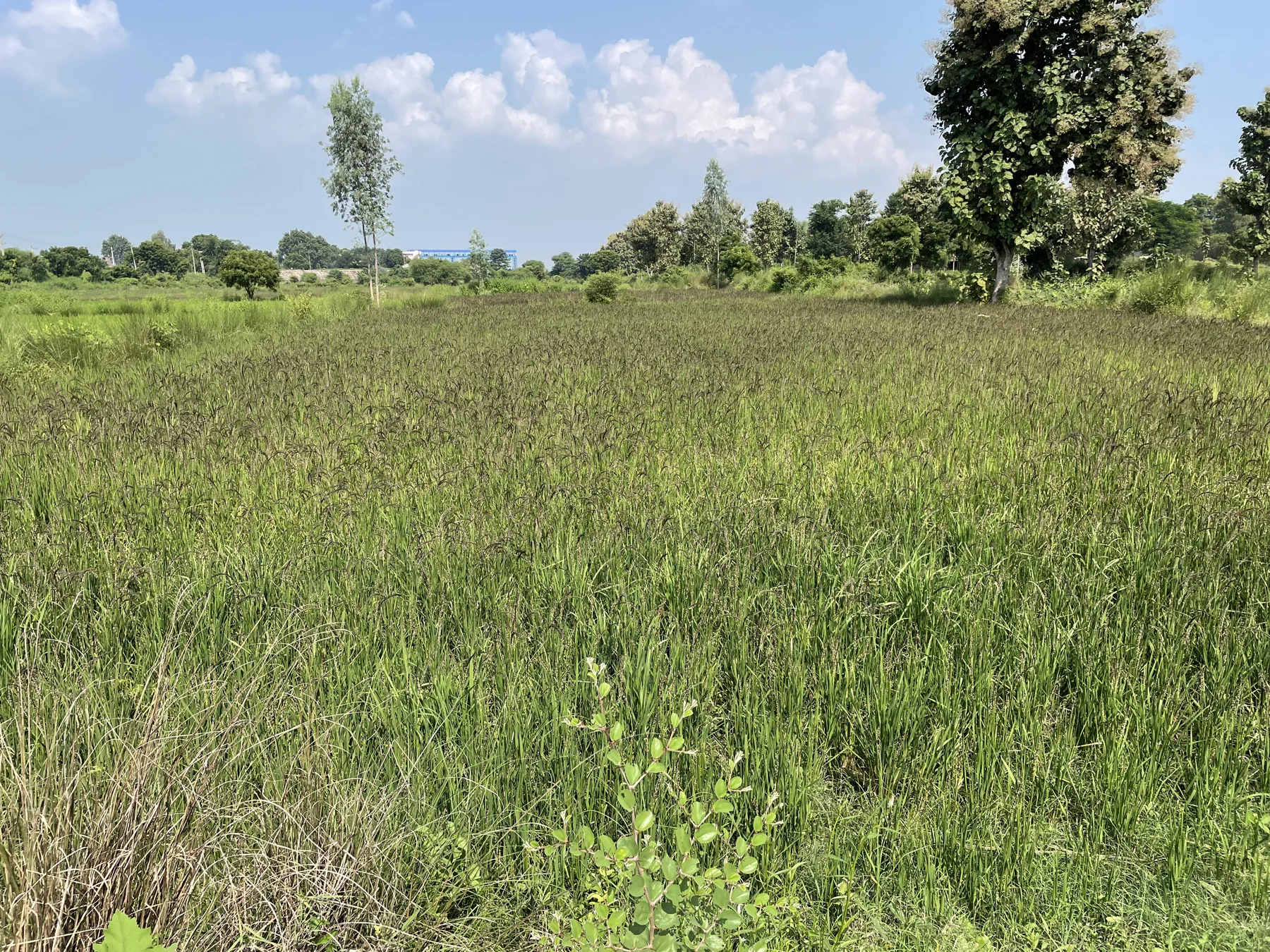 A field with a darker hue