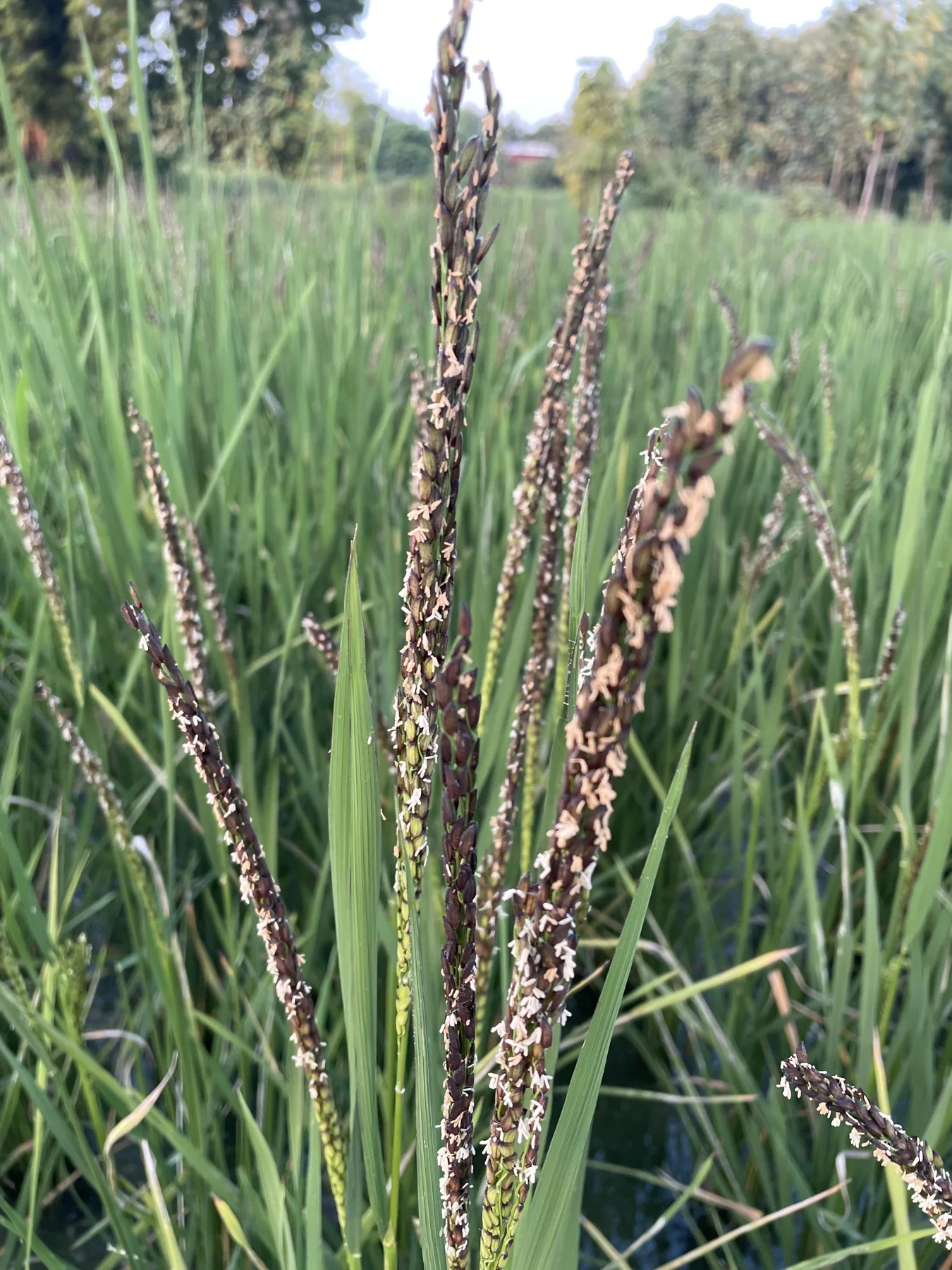 Rice in flower