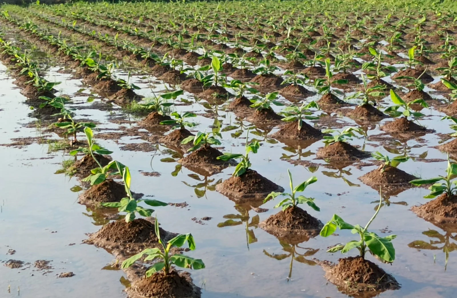Water pooled between young banana plants and their planting mounds.